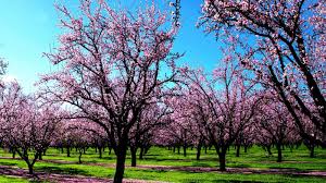 Fiori e alberi è stato un cortometraggio davvero importante dal punto di vista artistico. Today Carta Da Parati Natura Alberi Rosa Fiori Primaverili