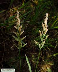 Image result for Polypogon