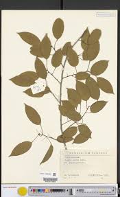 Image result for Rhabdophyllum affine