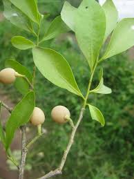 Image result for Opilia amentacea