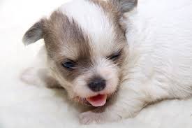 Meaning a gift in greek, this little dog will have a lot of energy that will fill your life with joy. Girl Chihuahua Puppy Names Chihuahua Names Chihuahua Puppies Puppy Names