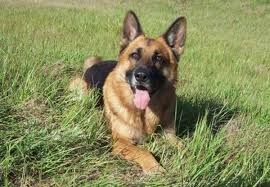 Why buy a german shepherd dog puppy for sale if you can adopt and save a life? Everything You Need To Know About German Shepherd Puppies Buying Raising Training And Naming Pethelpful By Fellow Animal Lovers And Experts