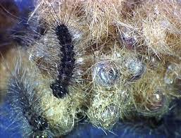 Gypsy Moth Life Cycle Integrated Pest Management