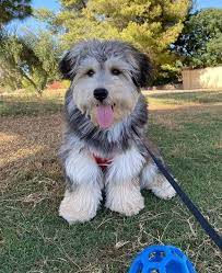 A husky poodle mix is also called siberpoo, huskydoodle, huskypoo, and huskipoo. Dog Breed 101 Is The Husky Poodle Mix A Great Doodle To Have K9 Web