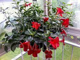 Maintenance is not too heavy; Mandevilla Or Dipladenia Rio Deep Red Brazilian Jasmine Scarlet Pimpernel Red Riding Hood
