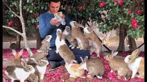 It is a breed based around the coloration and markings, rather than fur and body type. Exclusive Tour Of Rabbit Island Japan By A Bunny Expert Youtube