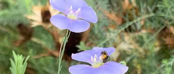 Image result for Linum