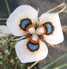 Image result for Moraea niassensis