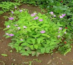 Image result for Oxalis latifolia