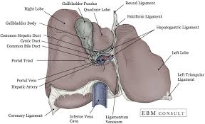 This is the gall bladder, which stores bile. Anatomy Liver And Gallbladder