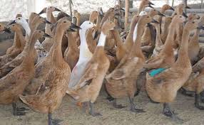 Order vitamin bebek petelur bisa langsung wa : Kami Bongkar Cara Sukses Ternak Bebek