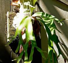 Image result for Platycerium stemaria