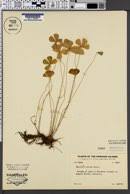 Image result for Marsilea villifolia