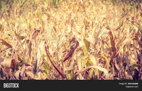 Check spelling or type a new query. Dried Corn Field Image Photo Free Trial Bigstock