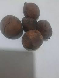 Image result for Buchholzia