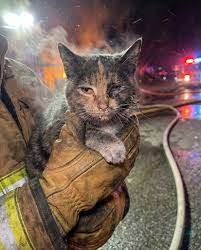 A kitten sacrificed itself to save its sleeping owner from a house fire by  scratching him awake Donald VanWormer tried to grab Fred while rushing for  the door but lost him when