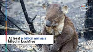 At Least A Billion Animals Killed In Bushfires Curious
