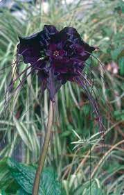 Black Bat Flower Van Bourgondien Plants Unusual Plants Bat Flower