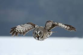 Northern eagle owl stops finland belgium soccer game. Wildlife Holidays In Finland For 2021 22 Naturetrek