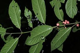 Image result for Monimiaceae