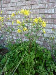 Pin On Yard Garden