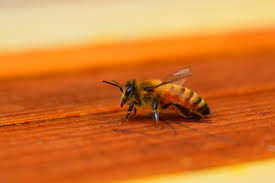 Honey Bee Wikipedia