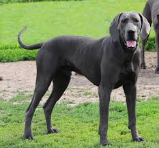 Adopt macy on great dane rescue, great dane dogs, adoption. Great Dane Supply Page 14 Of 20 Great Dane Breeders Puppies Products More