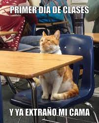 Miaucoles Primer Dia De Clases Y Ya Extrano Mi Cama Cute Animals Funny Animal Pictures Cat Memes