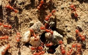 Learn how to get rid of and deal with an ant infestation in your house or business with expert ant pest control advice from ehrlich. Blog How To Prepare For Ant Season In Dallas