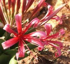 Guersney Lily Flower Eye Best Flower Wallpaper