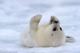 Foranimallover What An Ice Smile Adorable Two Week Old Seal Pups Show Their Playful Side Under The Watchful Eye Of Their Mother