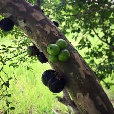 La Ferme Moderne On Instagram Jabuticaba Chegando Ao Fim Da Safra Fromlafermetotable Lafermemoderne Jabuticaba Frutadamataatlan In 2020 Instagram Grapes Olive