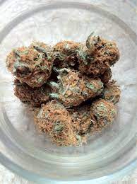 Jamaican Red Hair Grasscity Forums The 1 Marijuana Community Online
