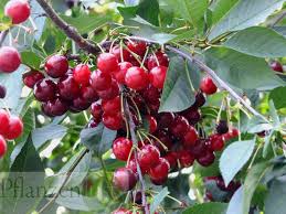 Kirschproduzenten können den optimalen erntetermin ab sofort mittels der app „cherry harvest size bestimmen. Kirschen Richtig Ernten
