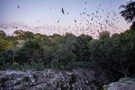 Bats at Old Tunnel State Park Last Weekend - texas