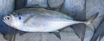 Image result for Cordyla