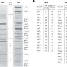 My adult coloring pages include flowers, animals and geometrics. A Gradient Sds Page Gel Of Tandem Affinity Purified Tfiid And Saga Download Scientific Diagram