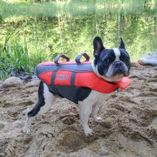 Interested in adopting a french bulldog? French Bulldog Rescue Network Home