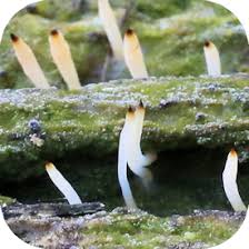 Image result for Multiclavula mucida