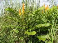 Image result for Cathormion altissimum