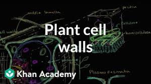 What are plant cell walls made up of in different types of plant cells? Plant Cell Walls Structure Of A Cell Biology Khan Academy Youtube