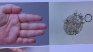 Alexandra Quiroz desnuda - sin censura en OnlyFans ahora