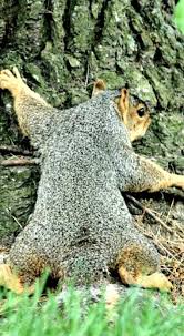 I Just Love This Tree And It S All Mine Animal Magic Animals Doing Funny Things Prarie Dog