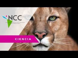 30 sierra pretendía unificar las diversas escuelas y colegios de educación superior de la ciudad de méxico bajo una sola institución de carácter nacional que organizara la educación superior del país, aunque intercambiando los lazos. Iyari La Puma Emblematica De La Unam Youtube