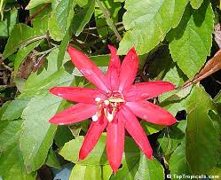 Image result for Passiflora vitifolia