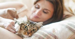 Evinde Kedi Besleyenleri Elestirmeden Once Bilmeniz Gerekenler Kizlarsoruyor