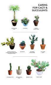Caring For Cacti Succulents Jacintha Payne