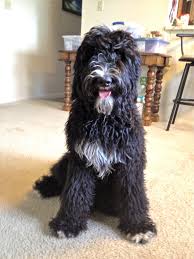 Black Bernese Mountain Dog Poodle Mix Jazz Female Bernedoodle Very Sweet Girl Daughter Of Akc Bernese Mountain Dog Raising Caine Good Ofa Hips And Akc Standard Bernedoodle Sheepadoodle Dogs