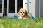 The 10 Most Expensive Dog Breeds To Own - iHeartDogs