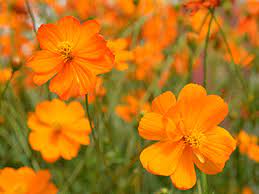 Hollyhock Halo Mix Egmont Seed Company Ltd Online Seed Sales Cosmos Flowers Seed Company Hollyhock